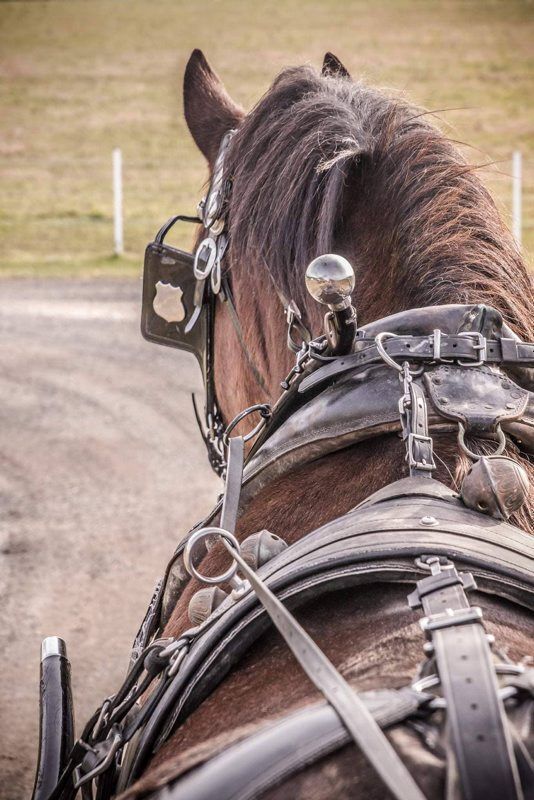 Bsuttler-clydesdales-3.jpg